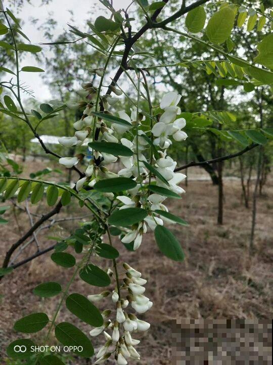 5月槐花白似雪,五一假期摘一把,回家炒鸡蛋! 5月槐花白似雪,五一假期摘一把,回家炒鸡蛋!