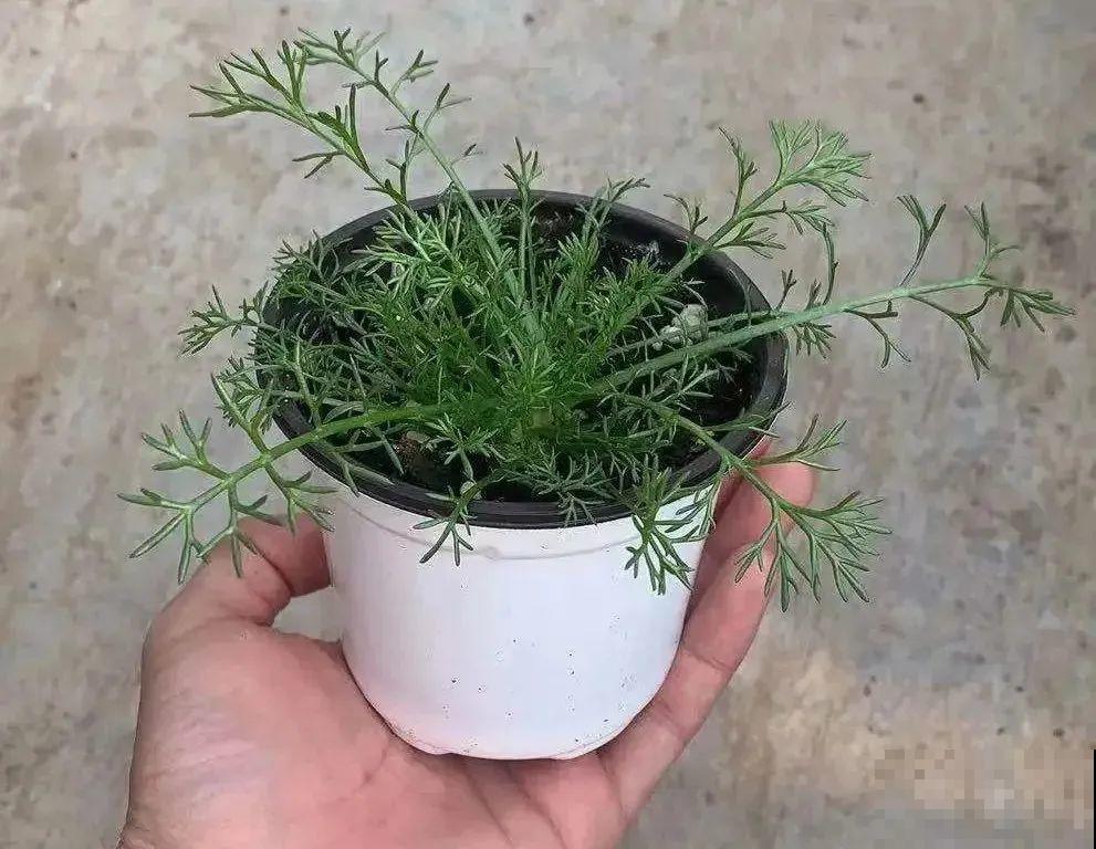 带有苹果香气的菊花，样子十分小清新，摘下来还能泡茶