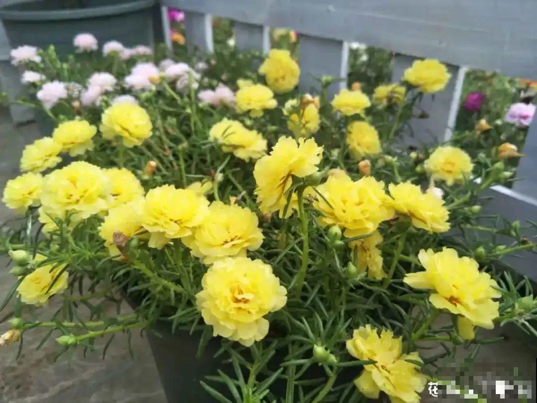 咋养都不死花,掐根枝剁10段,插土里就能爆开花 咋养都不死花,掐根枝剁10段,插土里就能爆开花