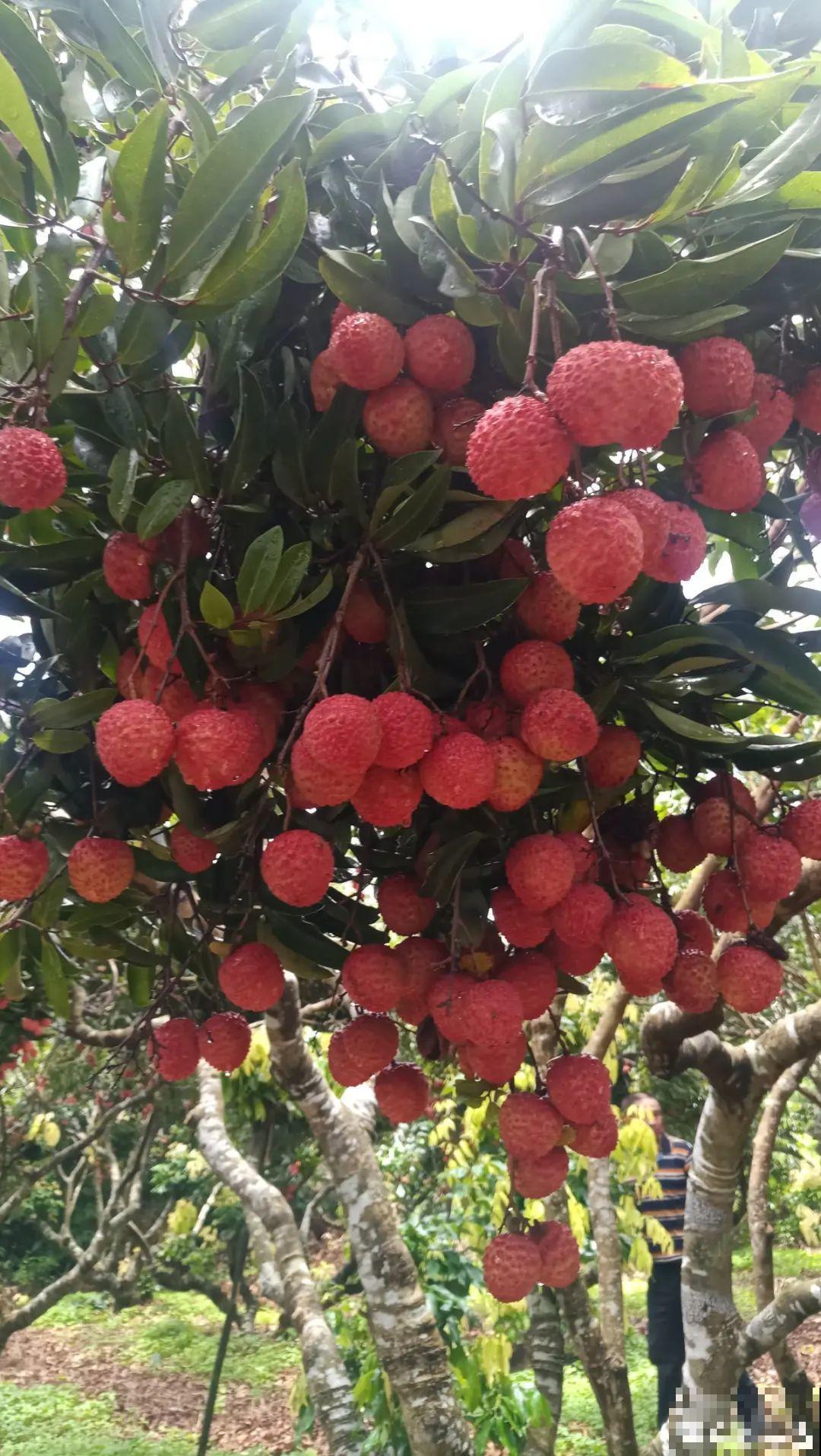 玉米棒子插水里，比绿植长得快，长成清新小盆栽