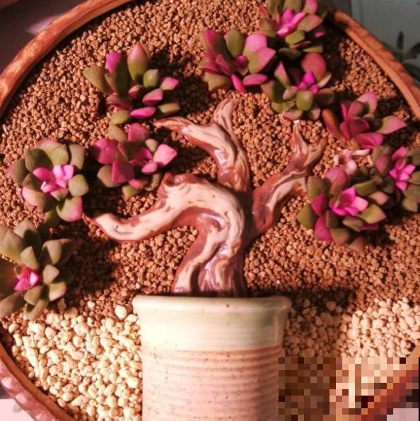 关于多肉拼盘，4个要点不能忘，不然很难养好