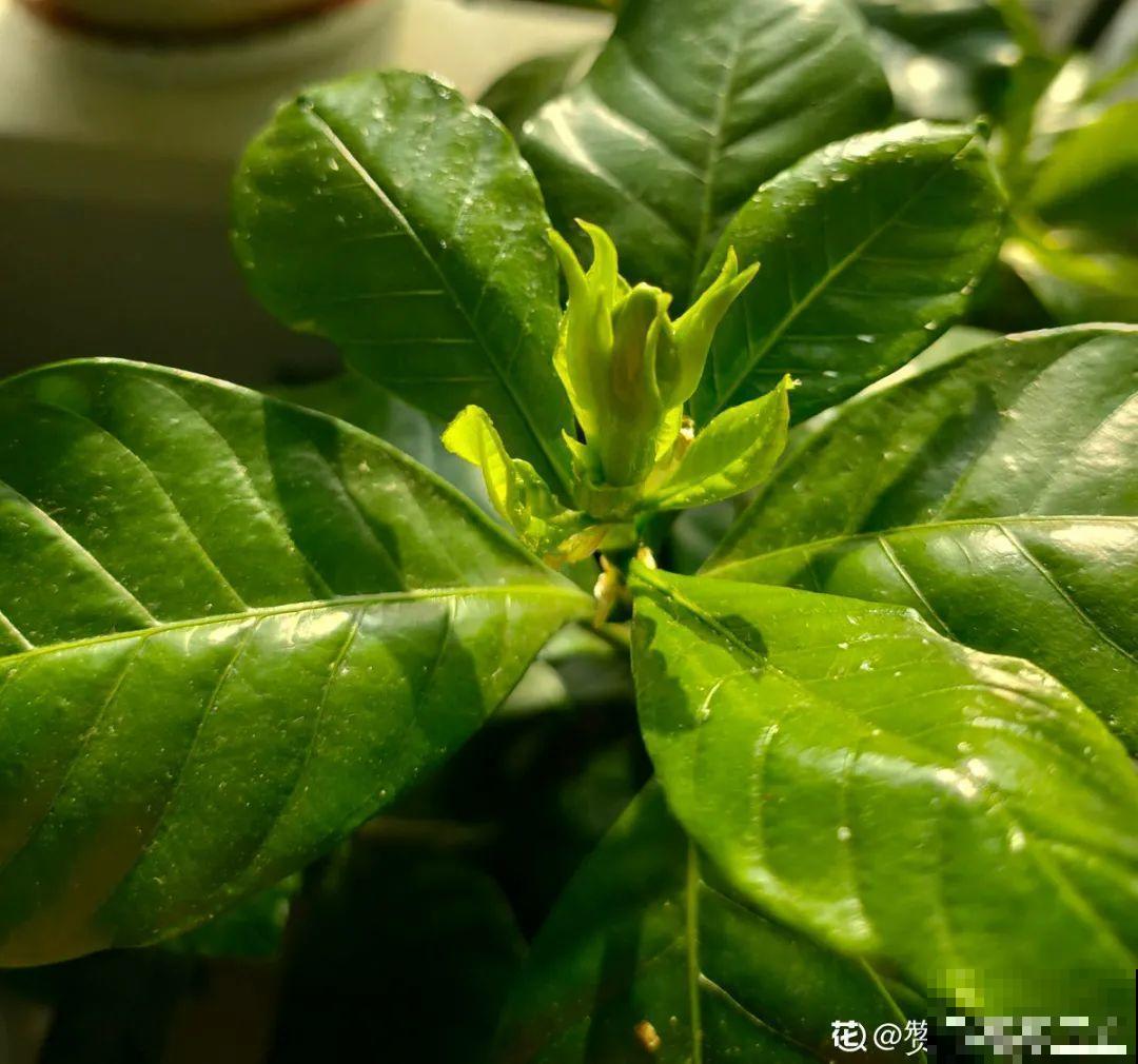 施肥用氮肥要节制，太心急容易烧苗，千万别用多