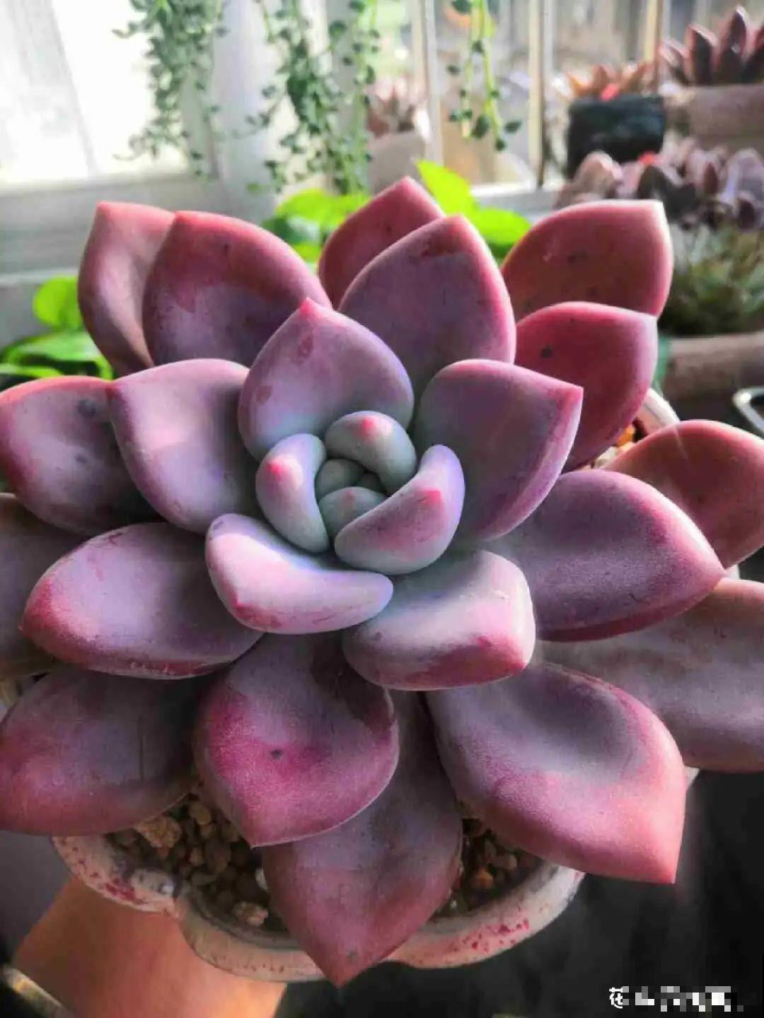 春天的多肉，长成一把大大扇子，看着就是爽