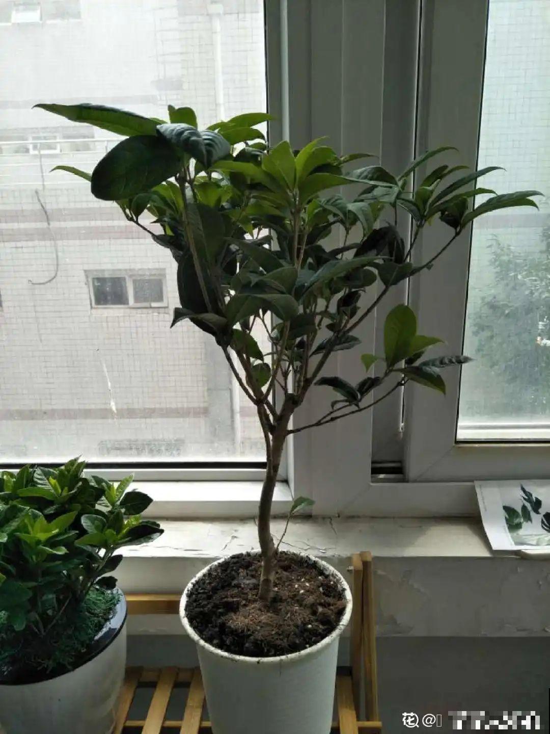 初春浇水要谨慎，浇水浇不对，小心全军覆没