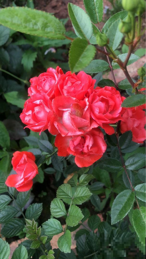 4种花一旦入了品种坑,钱包一天比一天薄,根本出不了坑 4种花一旦入了品种坑,钱包一天比一天薄,根本出不了坑