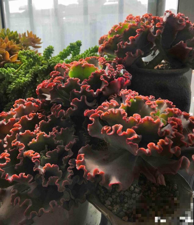 春天的多肉，长成一把大大扇子，看着就是爽