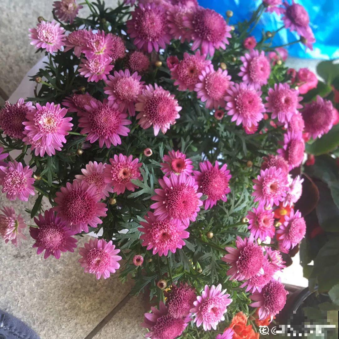 难度夏的8种花，赶紧扦插备份，再晚只剩盆了