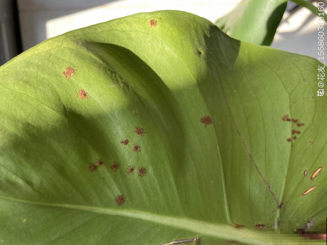 4月养花病虫害，白霜、黑斑、黄点儿···再不治就死光了