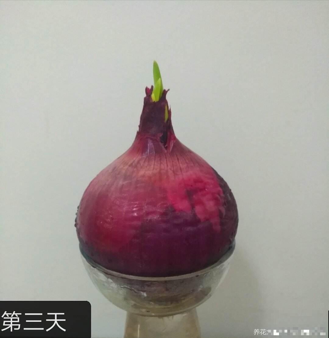 切洋葱会流泪？搞清楚原因，轻松守住泪腺！