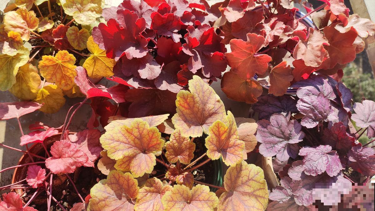 4种花价格便宜,适合种在院子里,春天开满园 4种花价格便宜,适合种在院子里,春天开满园