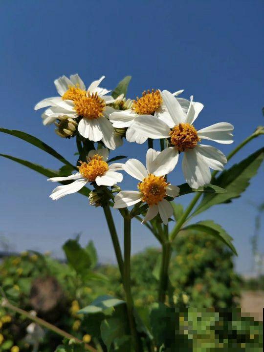 明明那么眼熟的路边花,就是叫不上名字,现在就带你认识一下! 明明那么眼熟的路边花,就是叫不上名字,现在就带你认识一下!