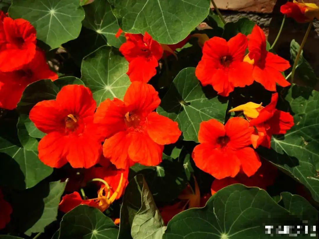 5月出门,收下这份百花图谱,啥花都能叫上名! 5月出门,收下这份百花图谱,啥花都能叫上名!