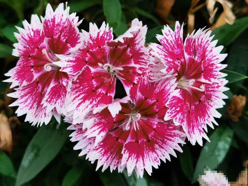 耐热耐旱的石竹花，春天开得正旺盛，现在养很合适