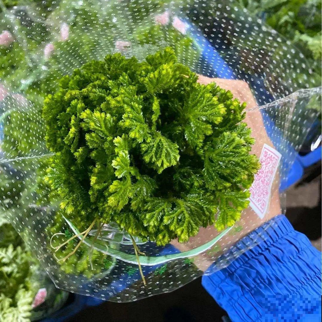 山上遇到“还魂”草,千万不要挖,养不活还破坏环境 山上遇到“还魂”草,千万不要挖,养不活还破坏环境