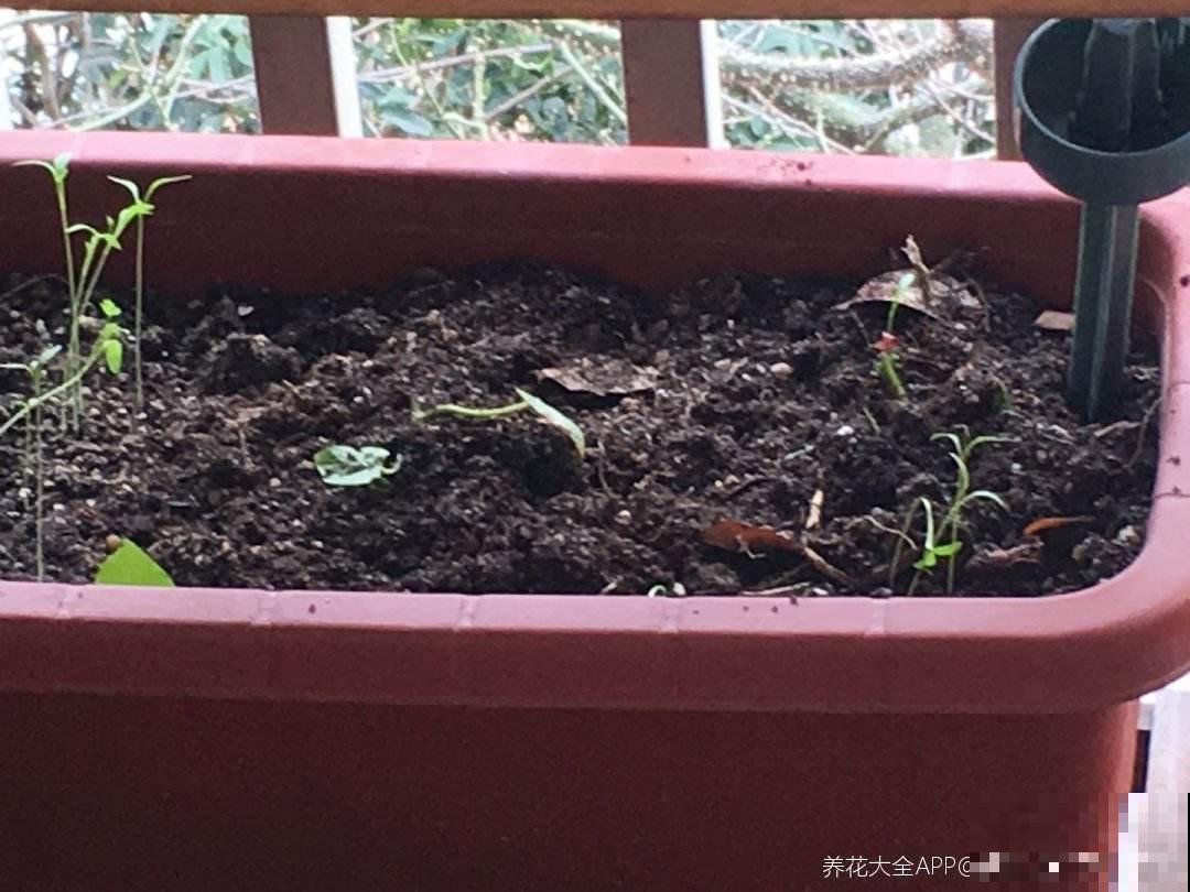 掌握这5种除虫方法，室内环境好，花草长得旺！