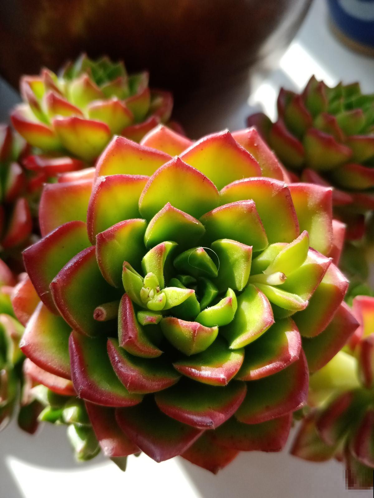 多肉不想“夏必死”，现在就要做准备，不然夏天只剩下空盆