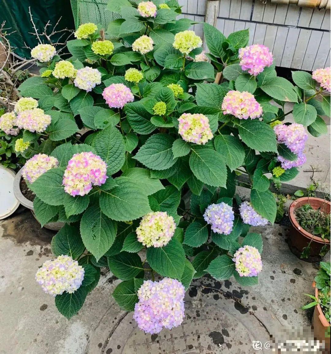 给花浇水掺点白醋，植物根比萝卜还粗，健壮不黄叶