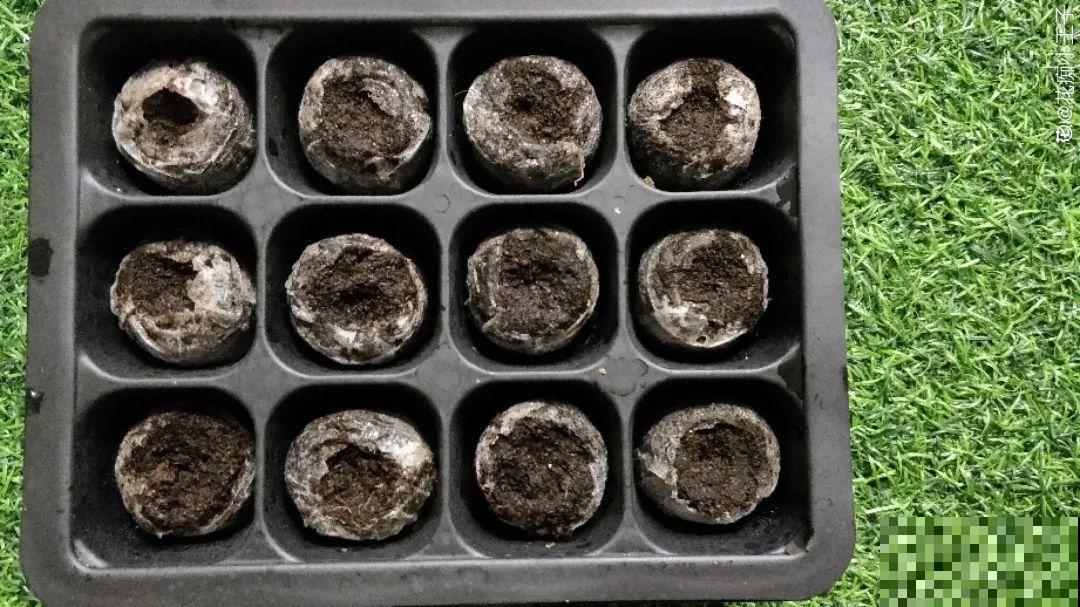 12种花真是太能生，叶子沾土就生根，实在太好活