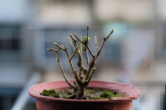 初春浇水要谨慎，浇水浇不对，小心全军覆没