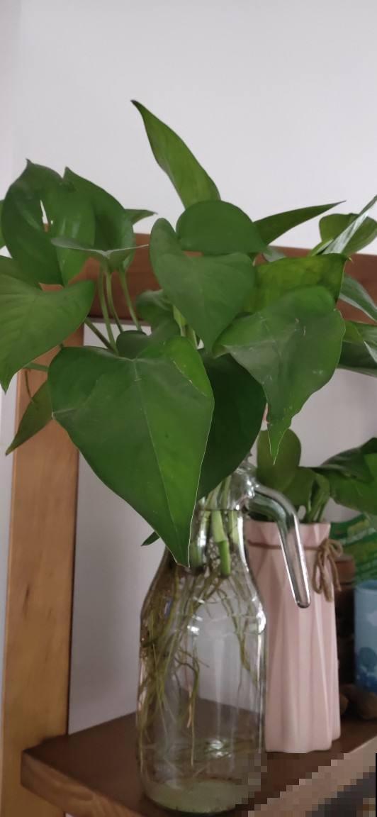 水培植物黄叶了,一招教你解决,叶子迅速变绿! 水培植物黄叶了,一招教你解决,叶子迅速变绿!