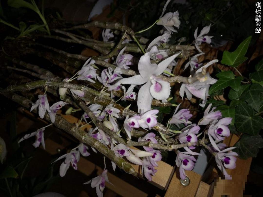 室内小窗台,养点小众盆栽,气质瞬间不一样 室内小窗台,养点小众盆栽,气质瞬间不一样