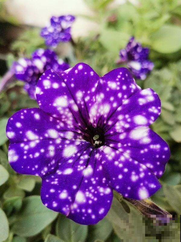 浪漫神秘的“星空矮牵牛”，花市少见，颜值超高
