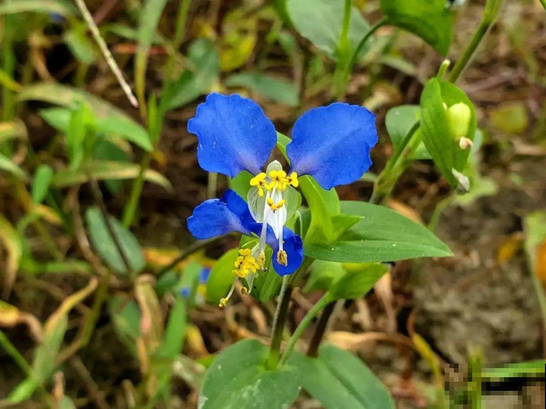 超好看的小野花，春天野外一大片，挖几棵回家还能泡茶