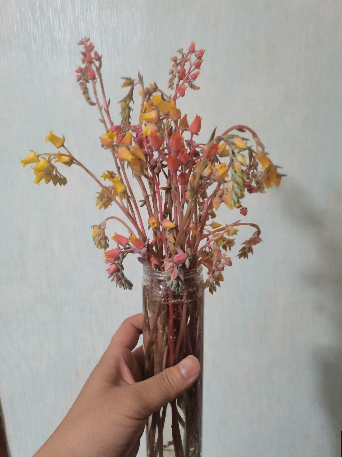 多肉长不动？一刀砍去头，轻松长爆盆！