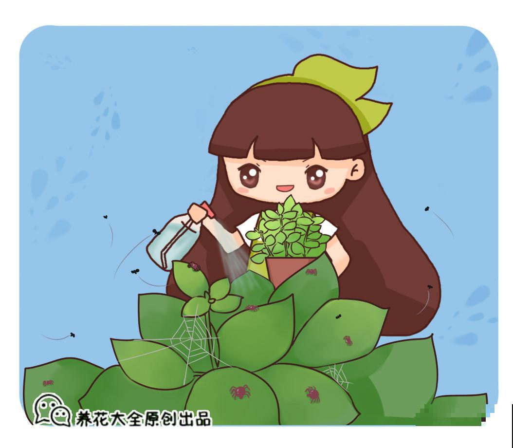 夏天养花杀虫大法，简单易上手，从此花虫去无踪！