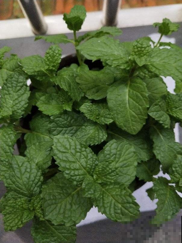 薄荷不用买，扦插就能活，很快又能长一盆！
