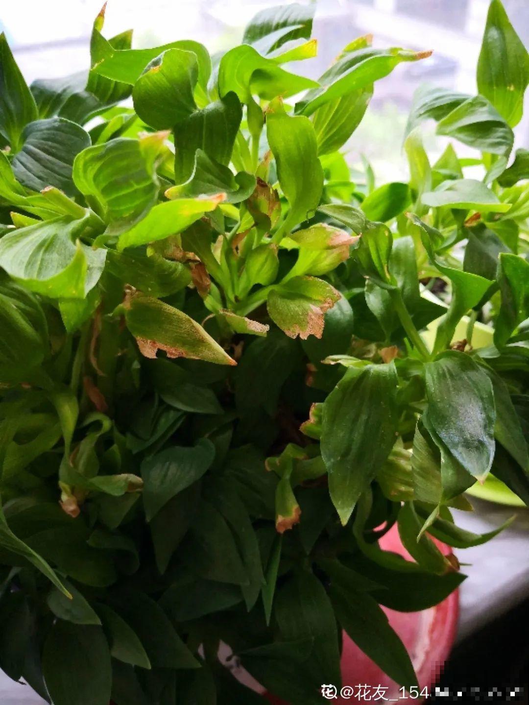 六出花特耐旱，浇水少也能疯长，开花比杜鹃还美