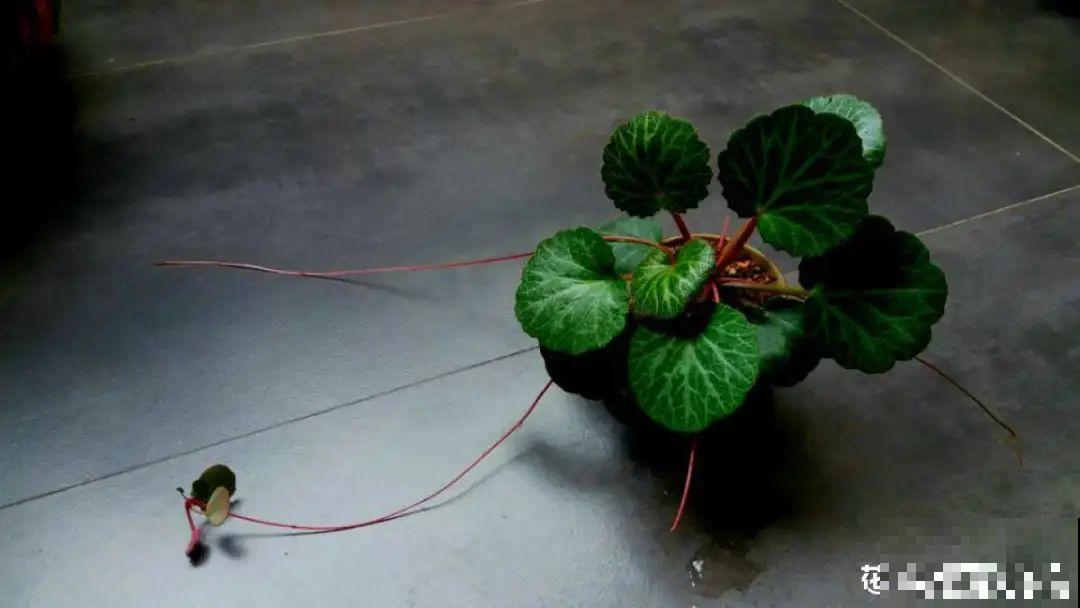 超好看的小野花，春天野外一大片，挖几棵回家还能泡茶