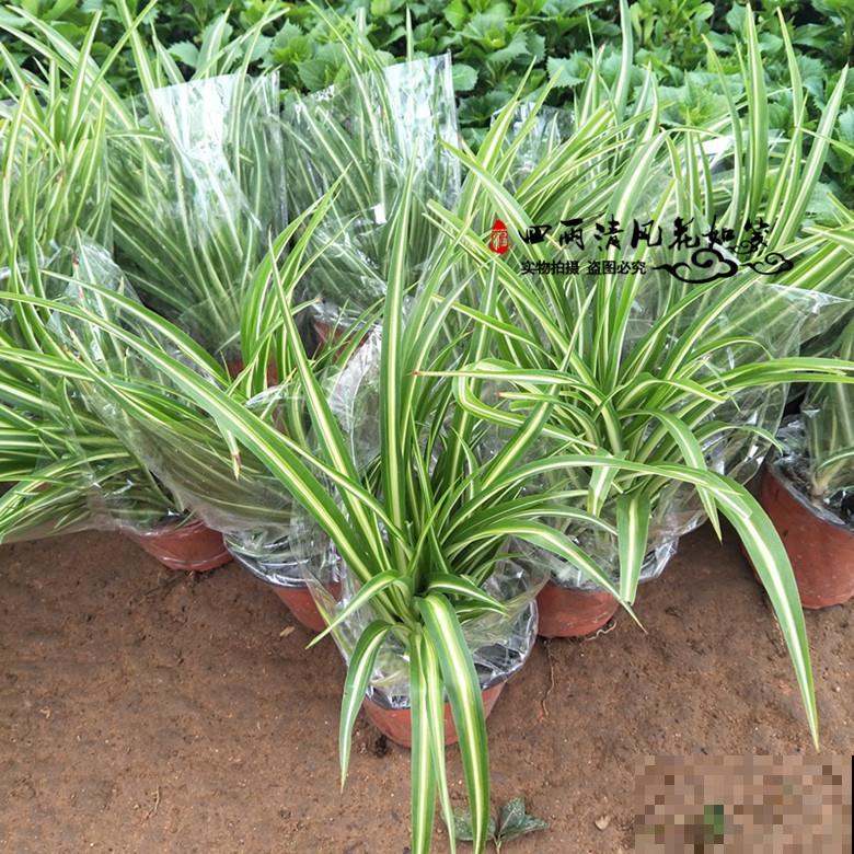 春天给花剃个“平头”，两个月就爆盆，疯长太旺盛