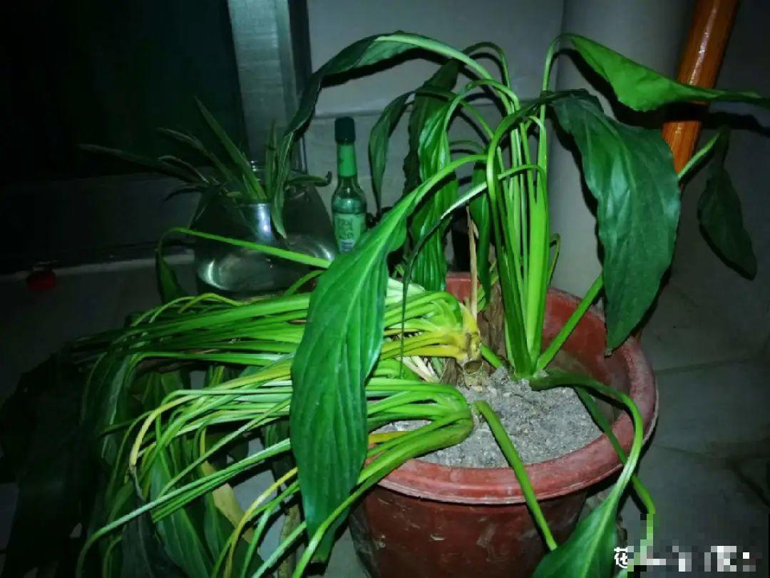 3月份养花,别急着搬出屋外,花容易死翘翘 3月份养花,别急着搬出屋外,花容易死翘翘