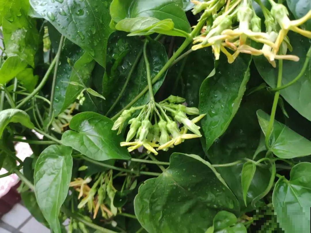 大院子养点大气花，超级有格调，漂亮的中国风