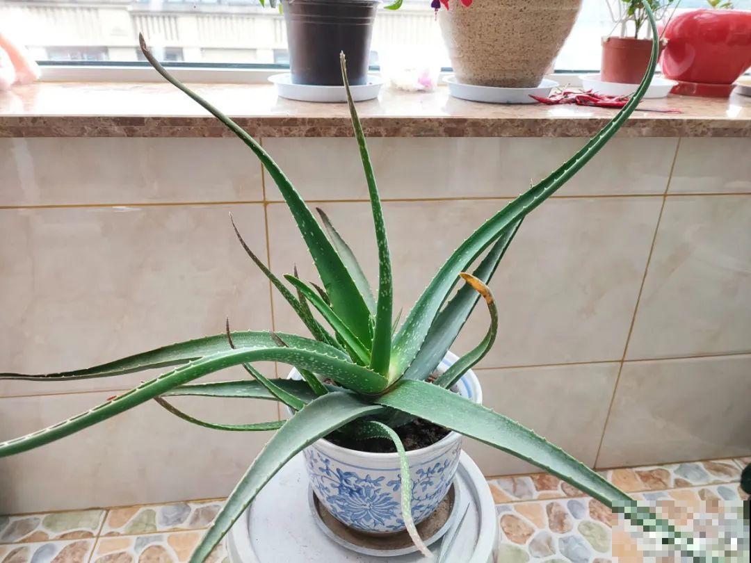 10种花夏天要休眠,必须控制浇水,不然全都浇死了 10种花夏天要休眠,必须控制浇水,不然全都浇死了