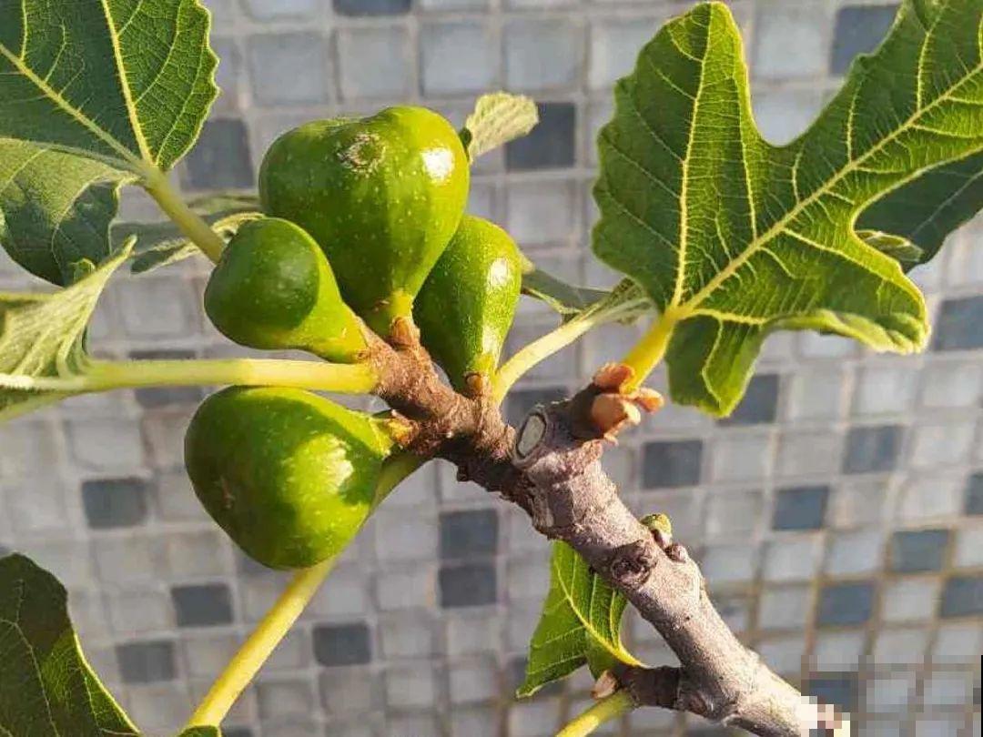 春天肥料要用对，根据植株种类施，效果更好