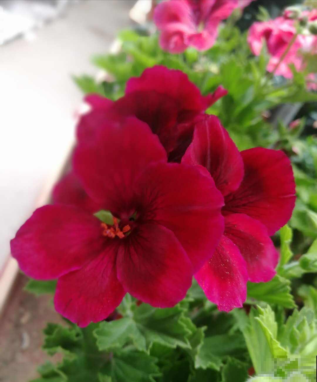 这5种花不怕晒，越热越长得旺，夏天开爆盆！