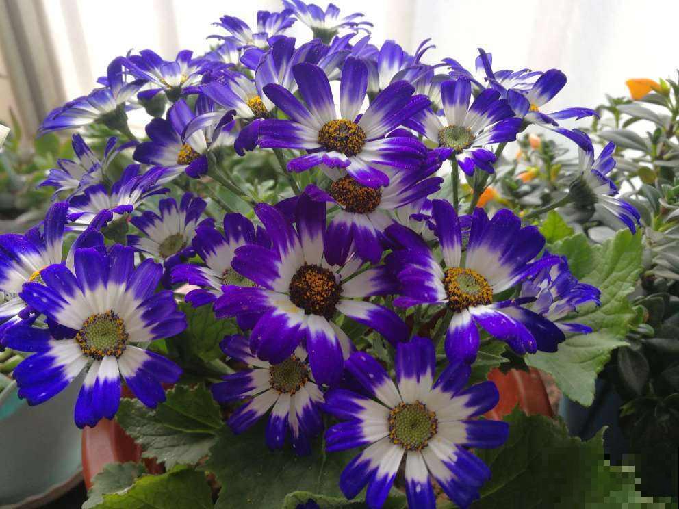 养花记住“两多”,养开花没问题,新手也能养爆盆 养花记住“两多”,养开花没问题,新手也能养爆盆