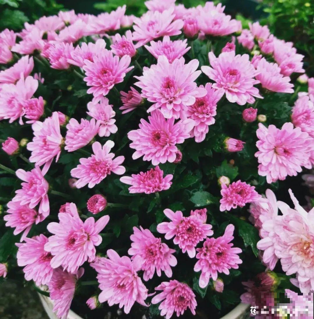 晒不死、热不死的花,越晒花越多,越热长越快 晒不死、热不死的花,越晒花越多,越热长越快