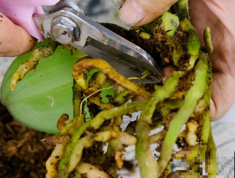 蝴蝶兰现在还不换盆，水苔容易发霉 ，越长越差劲