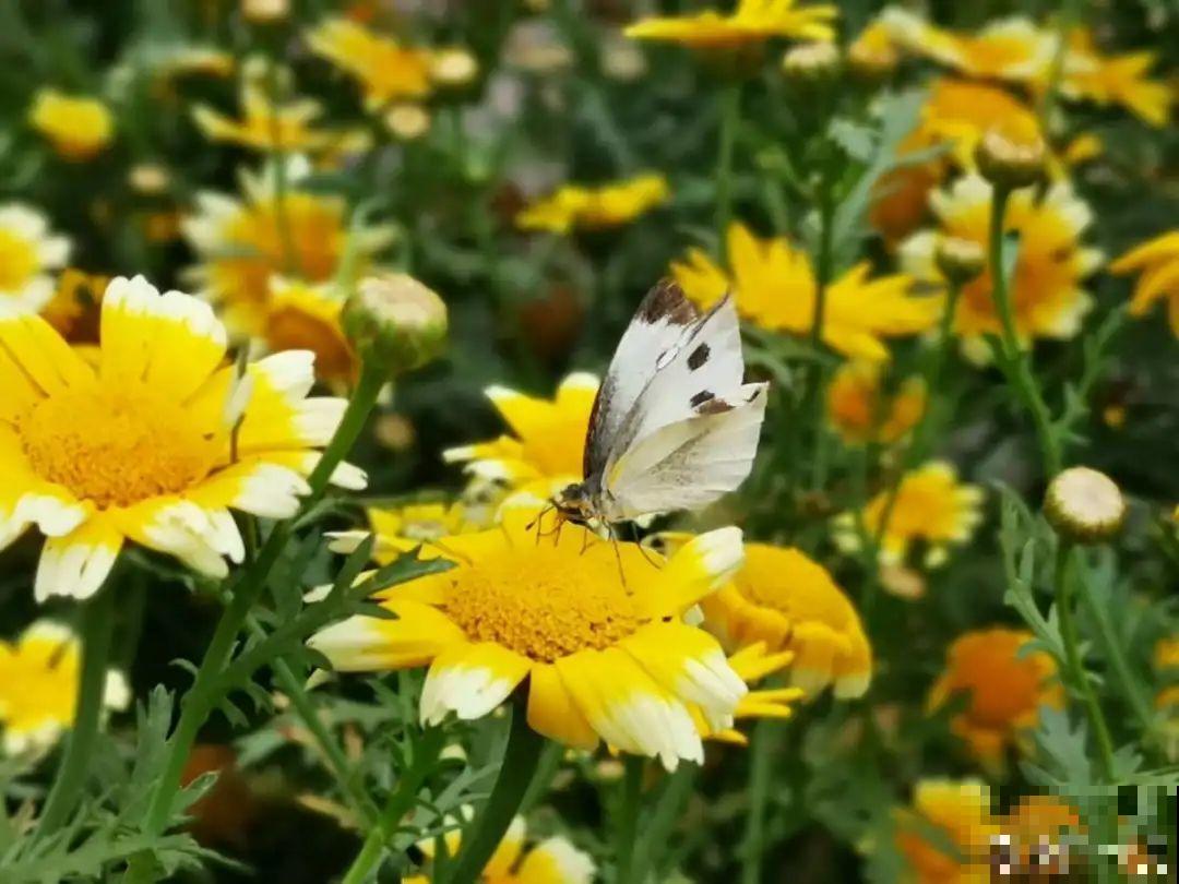 家里养盆“省心”花,自己开花自己结种,不用再买花种了 家里养盆“省心”花,自己开花自己结种,不用再买花种了