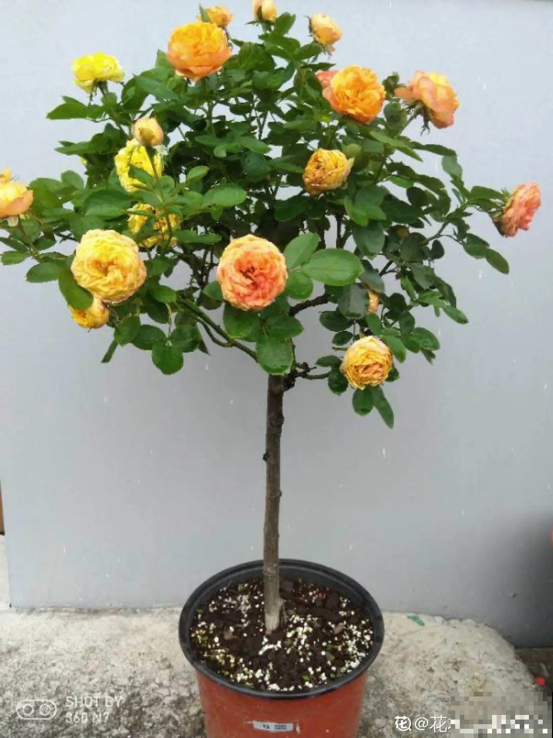 月季剪根枝绑在光杆子上，养成棒棒糖，谁见都喜欢