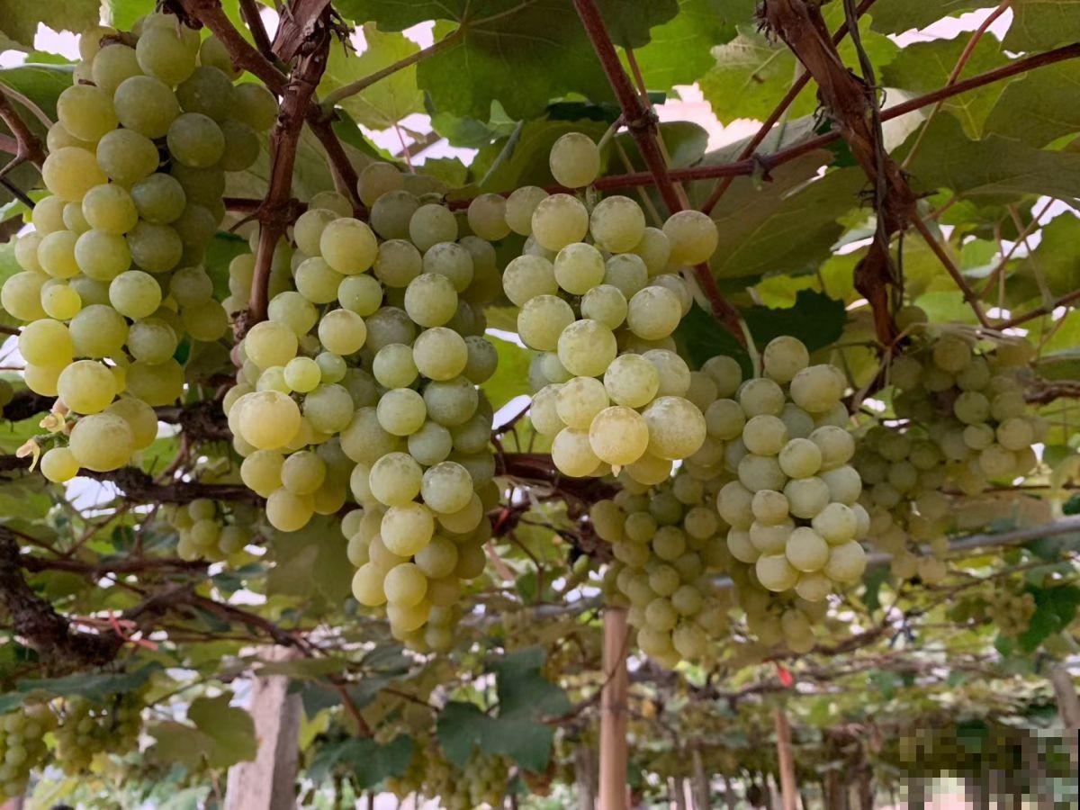 老家院子里种了2种花,春天泡茶秋天吃果子,真是一举两得 老家院子里种了2种花,春天泡茶秋天吃果子,真是一举两得