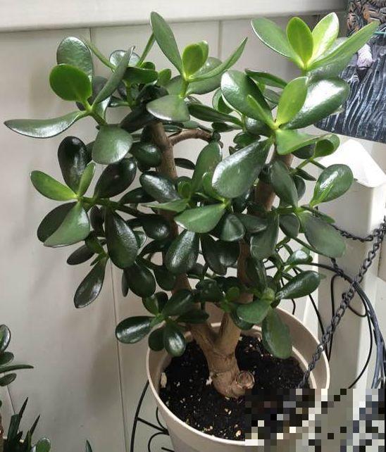 7种花要赶紧砍头,一头变多头,长得是真旺 7种花要赶紧砍头,一头变多头,长得是真旺