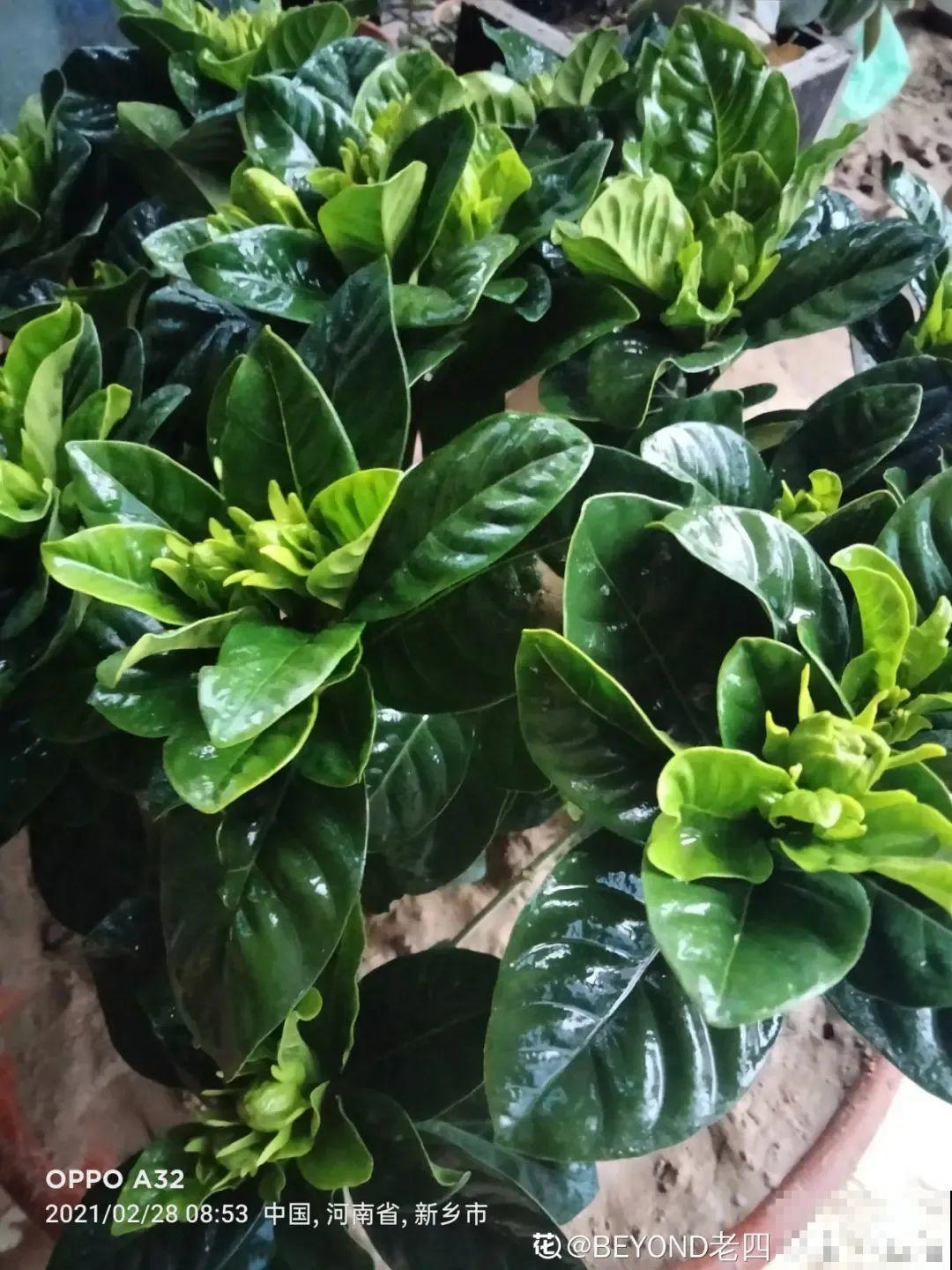 栀子花是个老酒鬼，给它喝点酒，叶子油亮开花更香