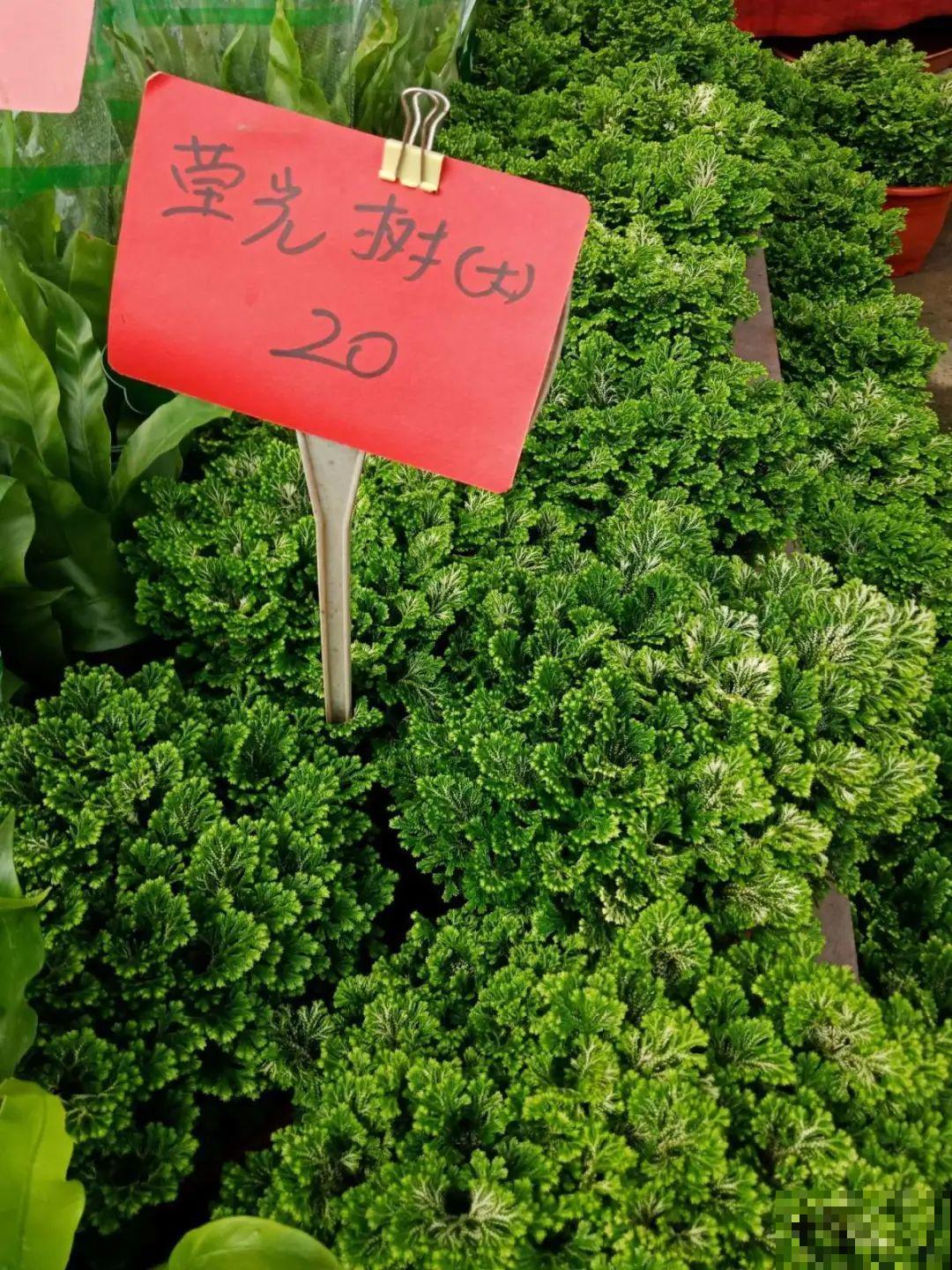 山上遇到“还魂”草,千万不要挖,养不活还破坏环境 山上遇到“还魂”草,千万不要挖,养不活还破坏环境