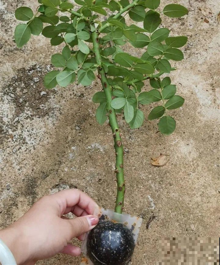 春天的大粗杆子，直接插土里，很快就生根