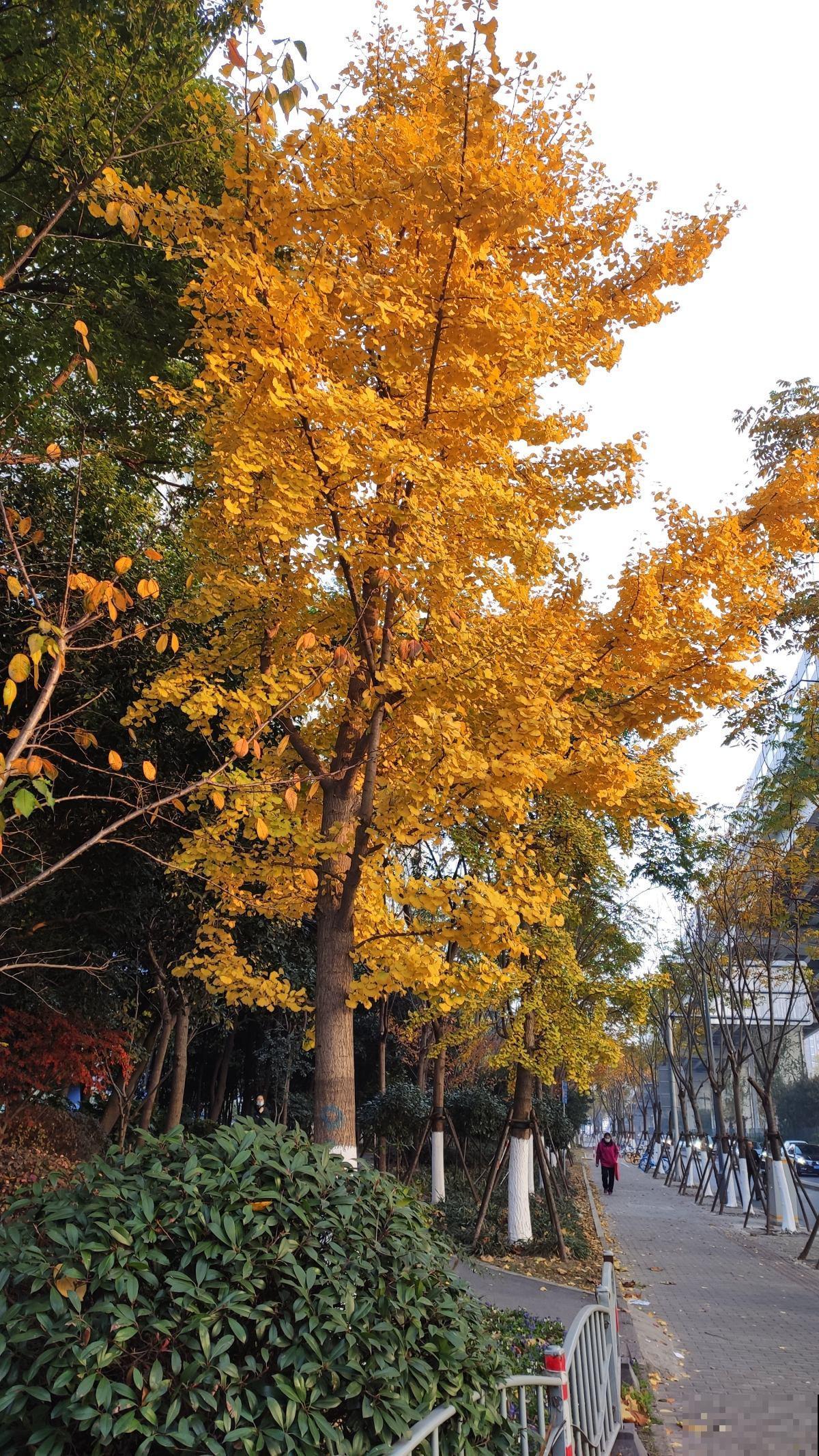4种“长寿花”，堪称“万岁爷”，最老一棵12000岁