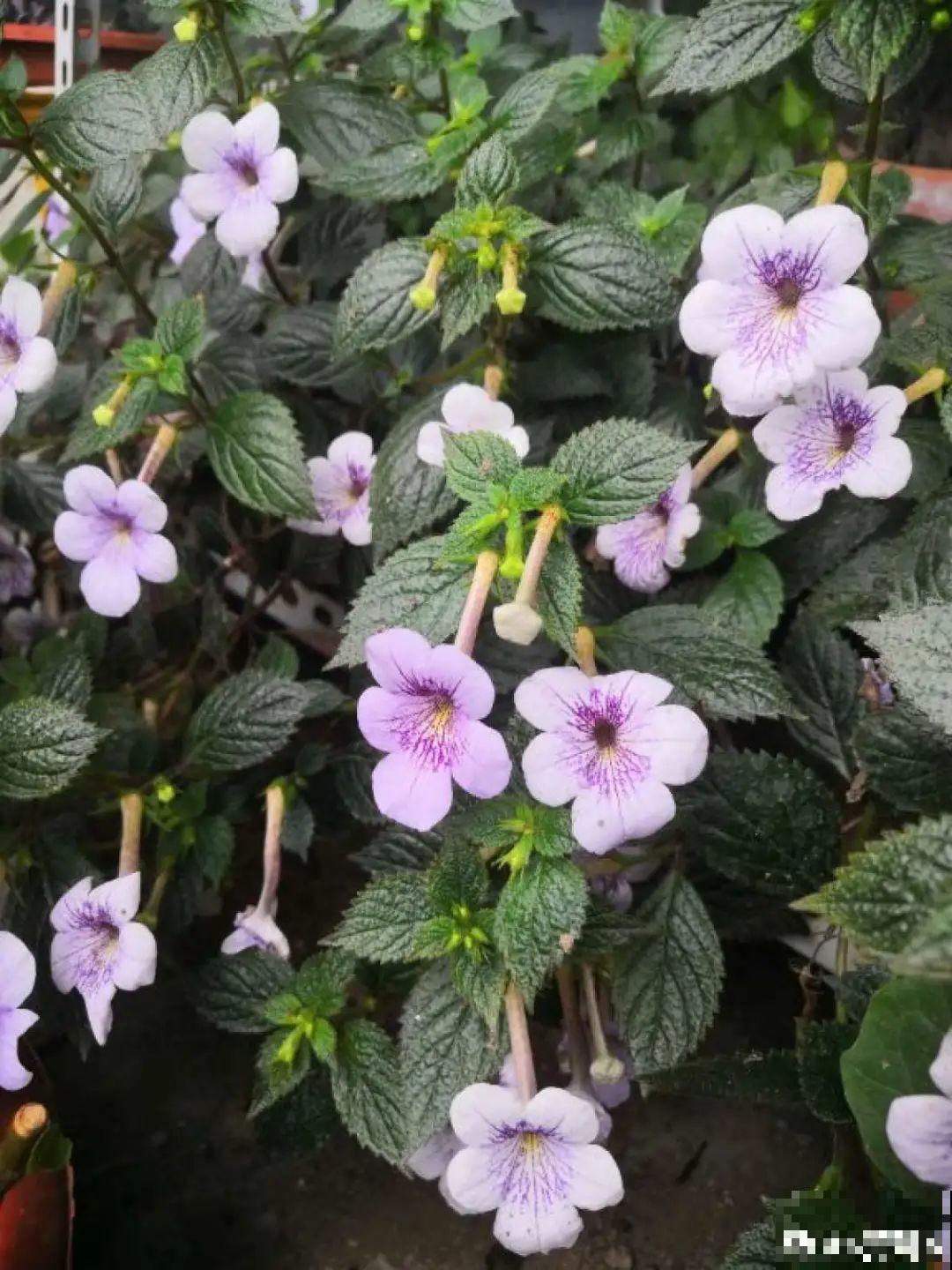 大岩桐特耐阴，每天一两个小时光照，一年开花上百天